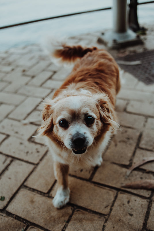 Cold Pressed Dog Food